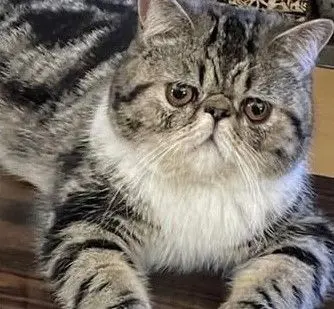 gato lost  Calle Jarama 28670 Villaviciosa de Odón Currito