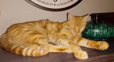 gato lost    Villanueva de la Cañada Garfield