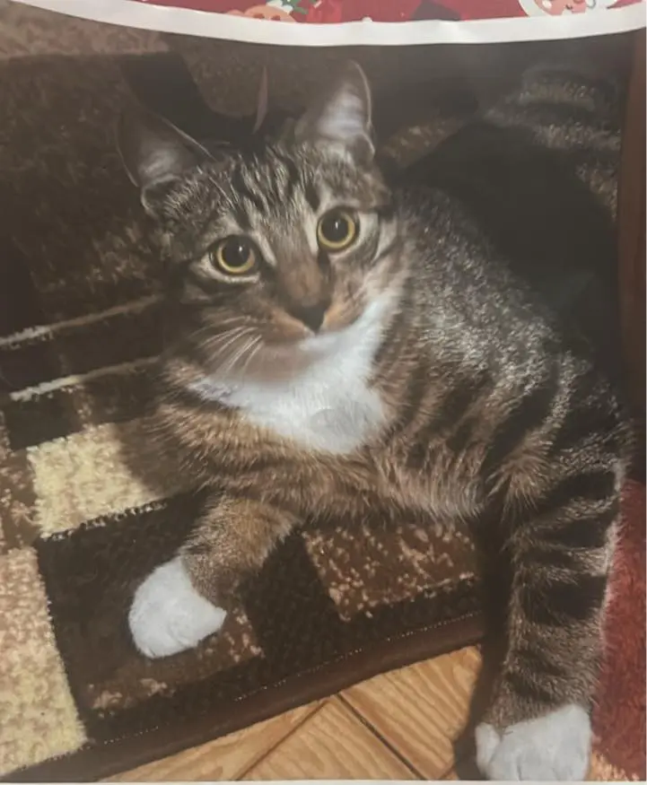 gato lost  Calle de Rafael Botí 28334 Pozuelo de Alarcón Gato