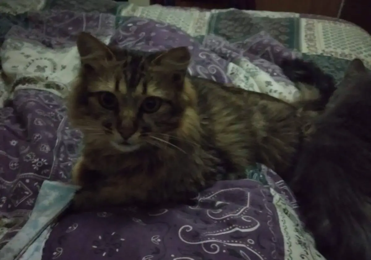gato lost  Calle Pensamiento 28903 Getafe Coco