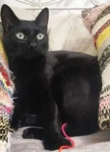 gato lost  Calle Pensamiento 28903 Getafe Maan