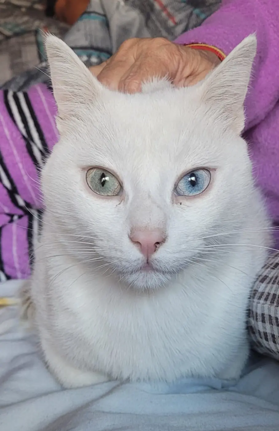 gato lost  Calle Pensamiento 28903 Getafe Monchi