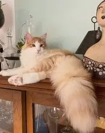 gato lost    Boadilla del Monte Ingo