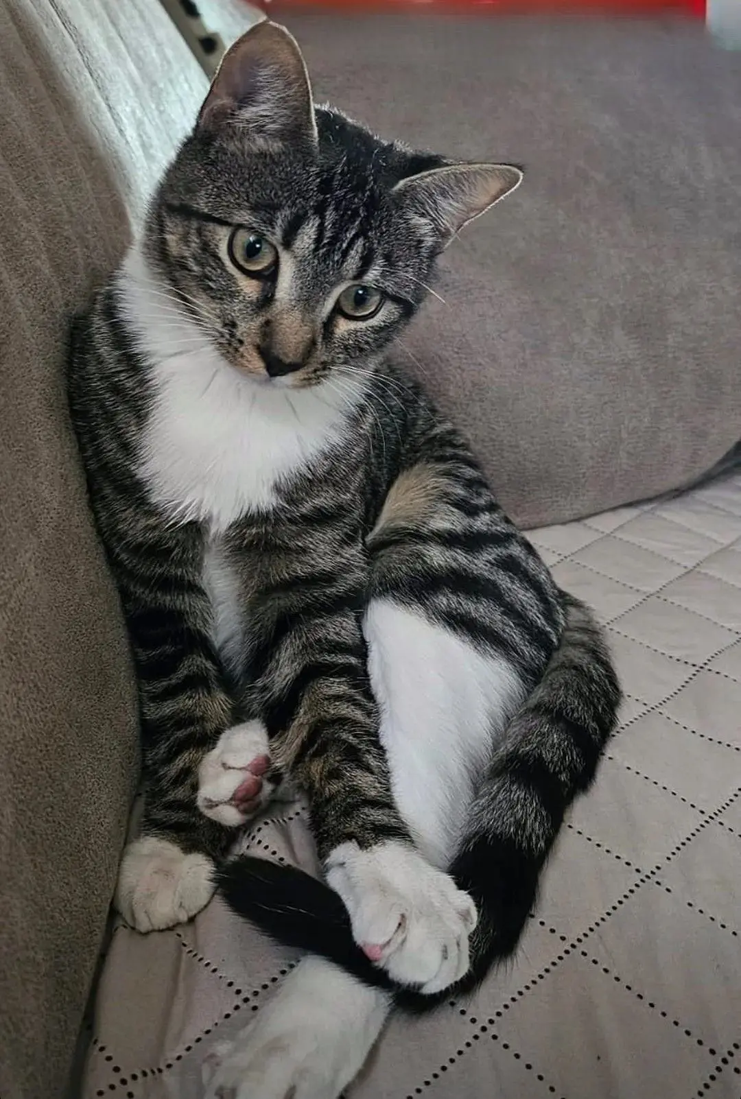 gato lost   28813 Torres de la Alameda Jhon be