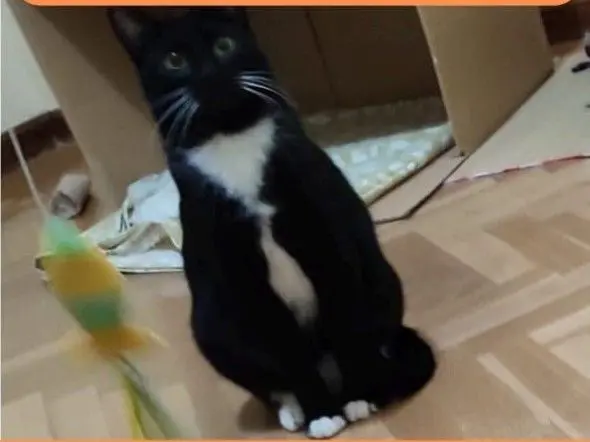 gato lost    Valdemoro Leo