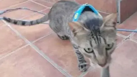 gato lost  Calle de Rafael Botí 28334 Pozuelo de Alarcón Luffi