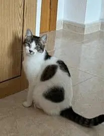 gato lost    Villanueva de la Cañada Luna