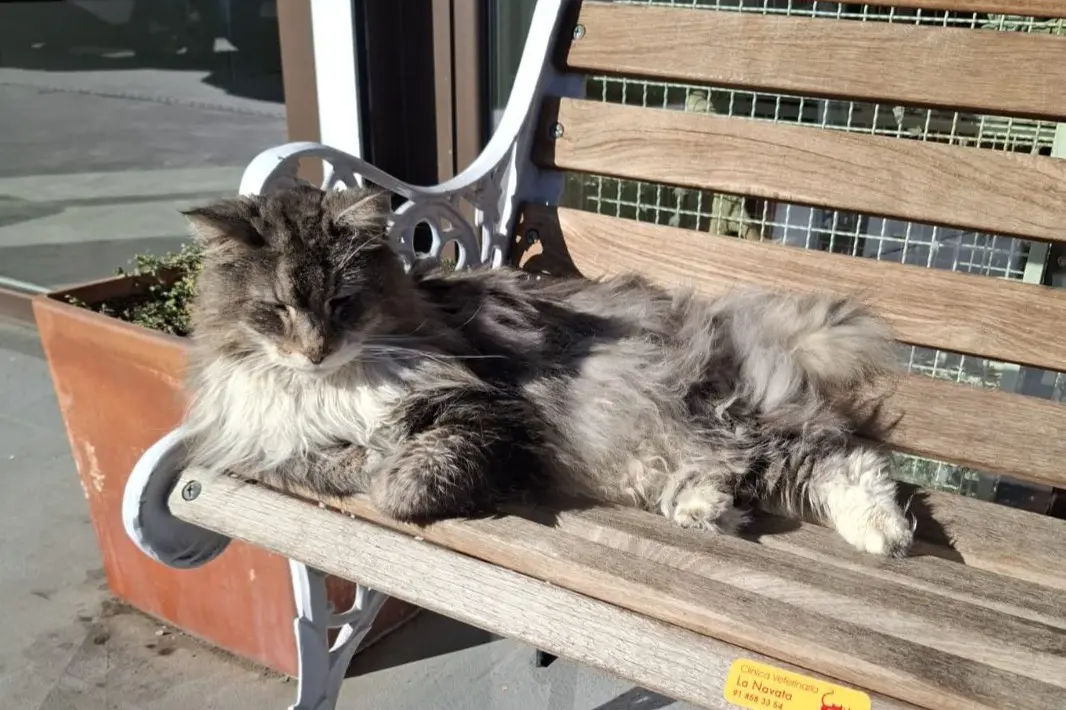 gato lost  Calle del Puerto de Galapagar 28031 Madrid Antares
