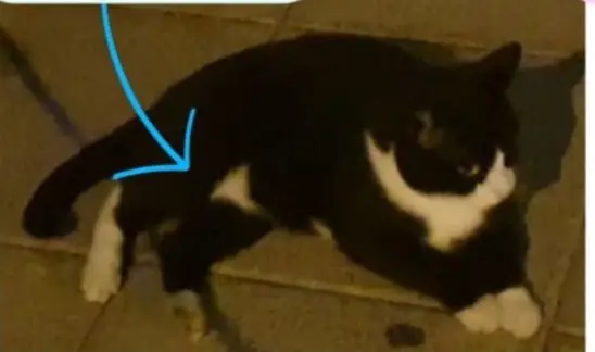 gato lost  Carretera de Fuencarral a Alcobendas 28049 Madrid Batmin