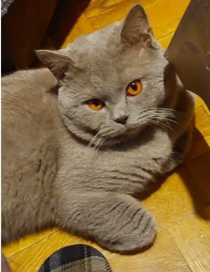 gato lost  Calle Cerro del Castañar 28929 Madrid Blu