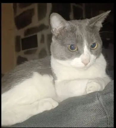 gato lost  Pasaje de Navalcarnero 28006 Madrid Fredy