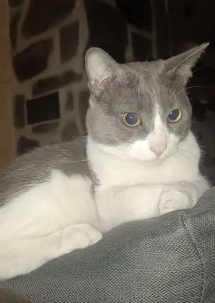 gato lost  Pasaje de Navalcarnero 28006 Madrid Fredy