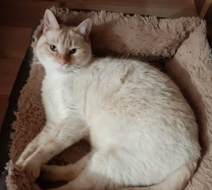 gato lost  Calle de Juan Ignacio Luca de Tena 28037 Madrid Gatete