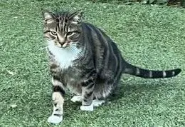 gato lost  Carretera de Torrelodones a El Pardo por Navachescas  Madrid Gatito
