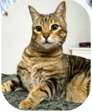 gato lost  Calle de Carmen Cobeña 28005 Madrid Jack
