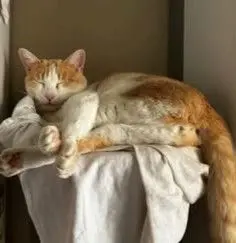 gato lost  Calle Valdemorillo 28045 Madrid Kasper