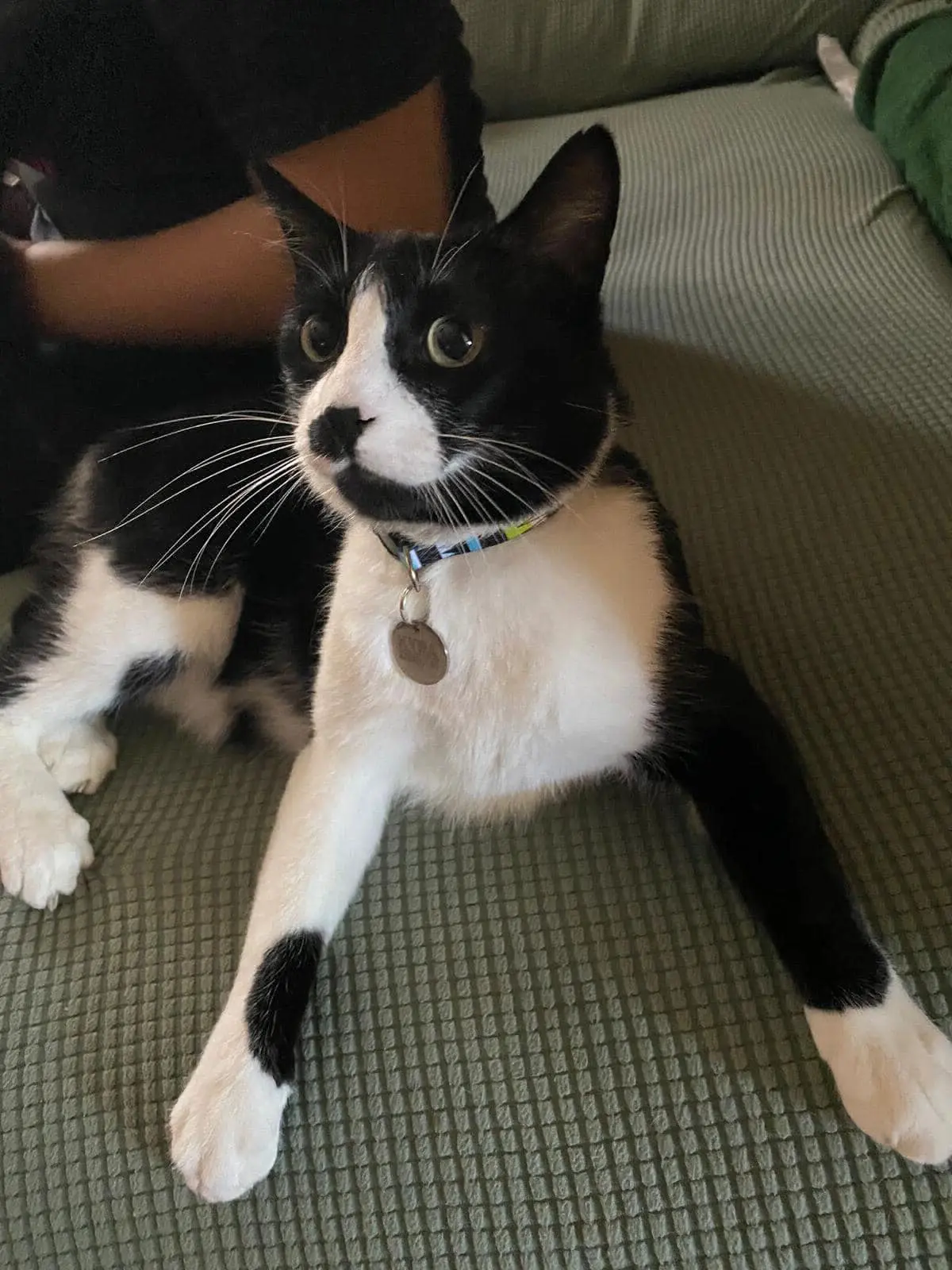 gato lost  Carretera de Vicálvaro a Coslada 28821 Madrid Kyra