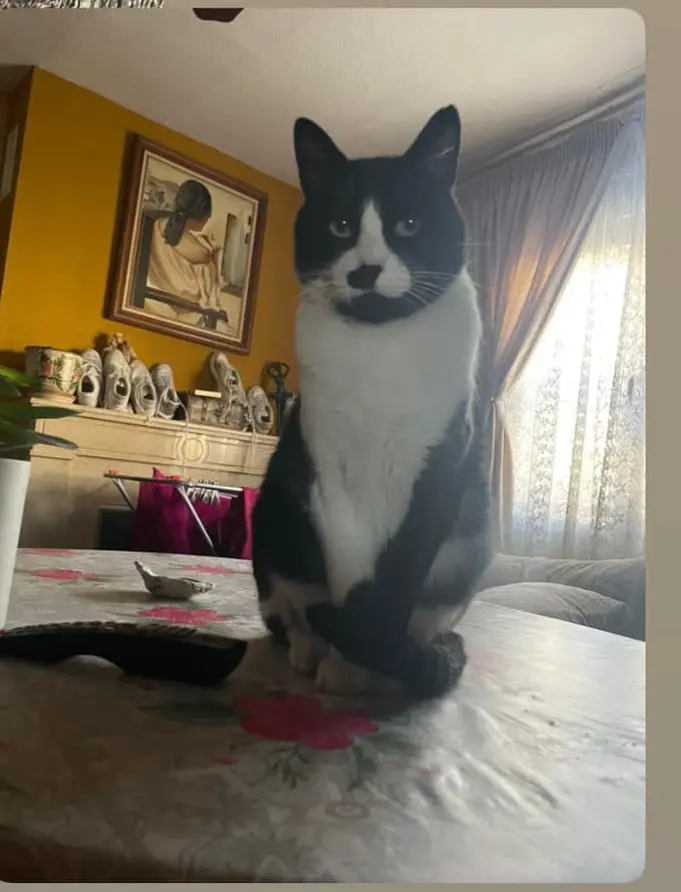 gato lost  Carretera de Vicálvaro a Coslada 28821 Madrid Kyra