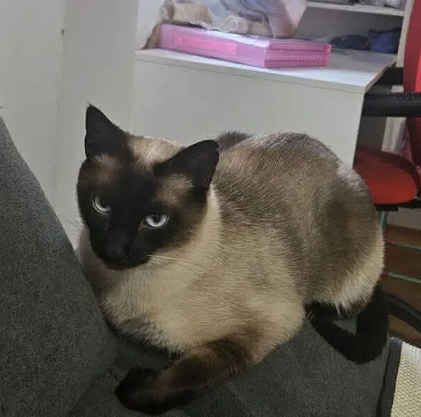 gato lost  Calle San Félix 28045 Madrid Leo