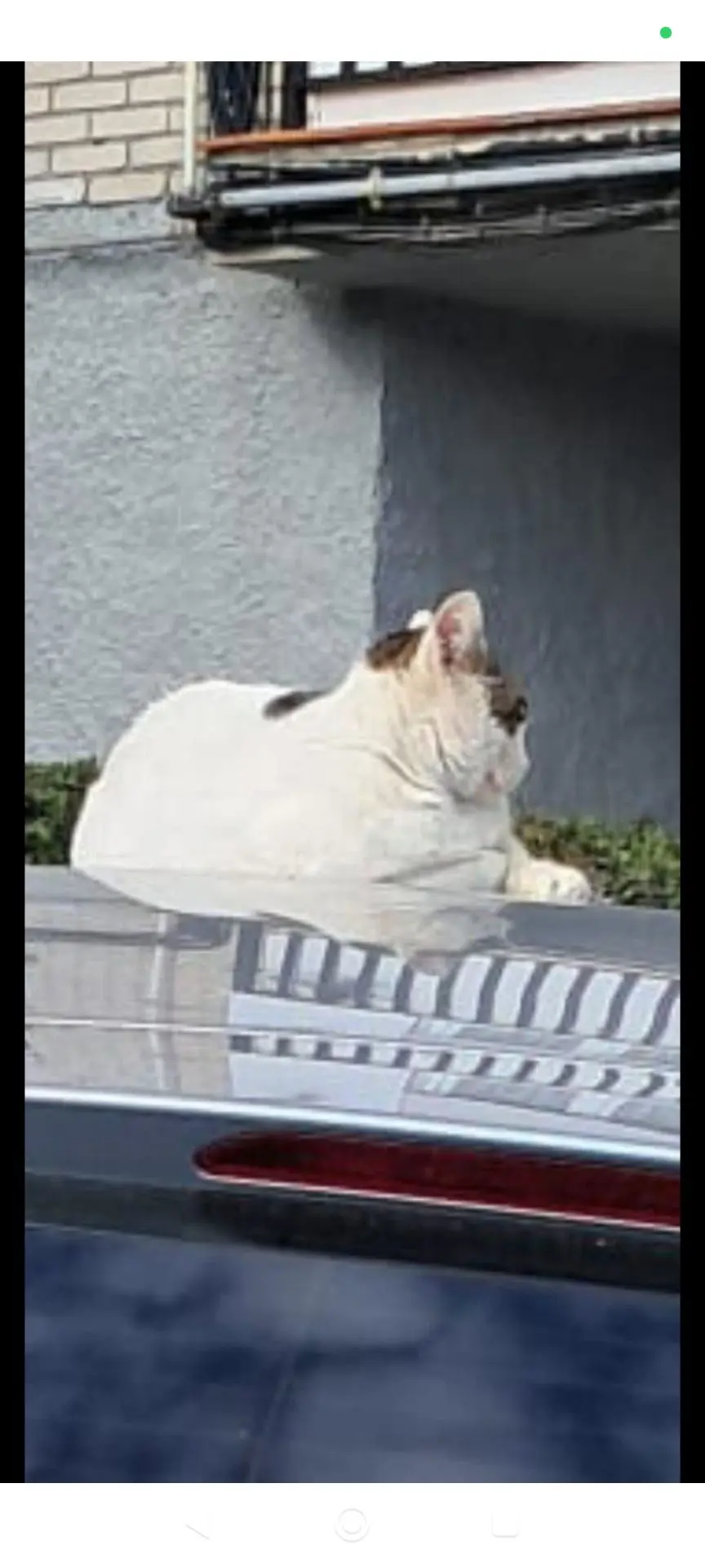 gato lost  Carretera de Vicálvaro a Coslada 28821 Madrid Lunes