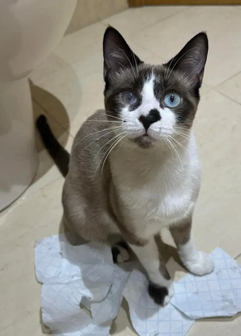 gato lost  Calle de Móstoles 28016 Madrid Léo