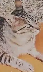 gato lost  Calle de Fuenlabrada 28019 Madrid Mickey