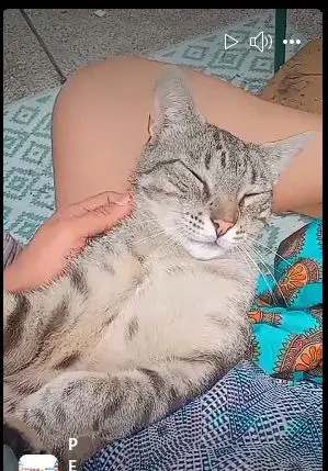 gato lost  Calle de Fuenlabrada 28019 Madrid Miki
