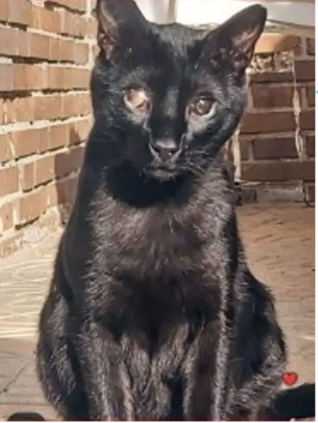 gato lost  Avenida de la Ciudad de Barcelona 28007 Madrid Mio