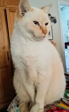 gato lost  Carretera de Vicálvaro a Coslada 28821 Madrid Mishi