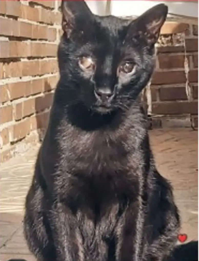 gato lost  Avenida de la Ciudad de Barcelona 28007 Madrid Mío