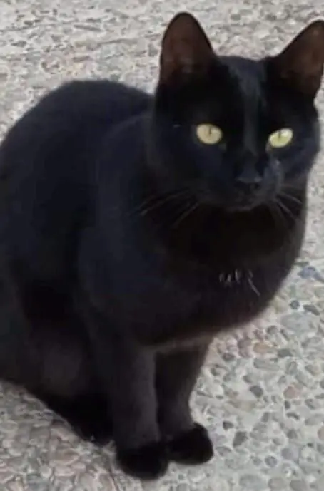 gato lost  Avenida de la Ciudad de Barcelona 28007 Madrid Negrillo