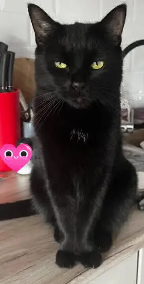gato lost  Plaza del Embarcadero de Atocha 28014 Madrid Pussu