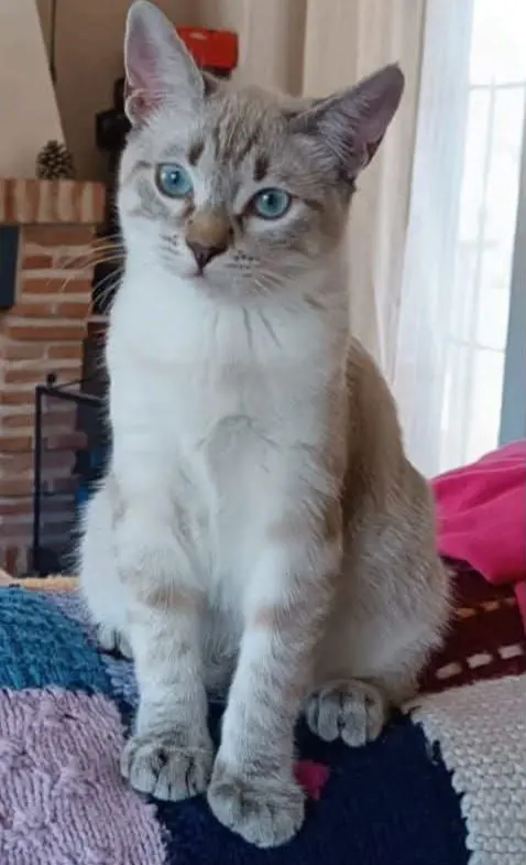 gato lost  Calle Valdemorillo 28045 Madrid Romeo