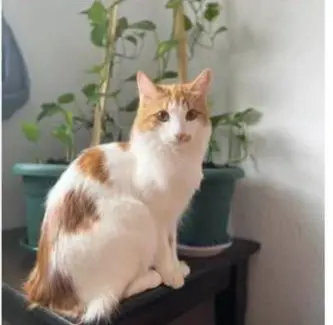 gato lost  Calle de Móstoles 28016 Madrid Romeo