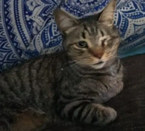 gato lost  Calle de Fuenlabrada 28019 Madrid Sparrow