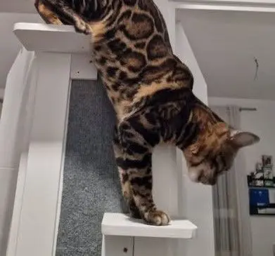gato lost  Calle de Fuenlabrada 28019 Madrid Thor