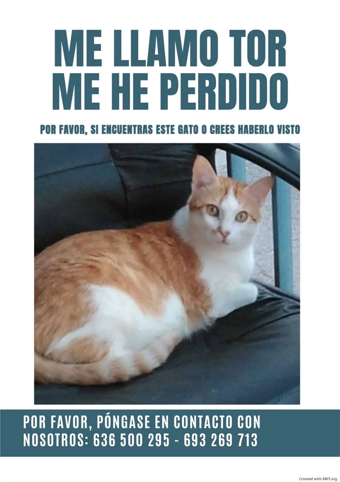 gato lost 82 Avenida de la Industria 28970 Madrid Thor