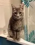 gato lost  Calle San Félix 28045 Madrid Ton