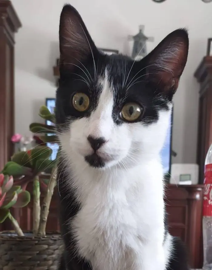 gato lost  Pasaje de Chinchón 28030 Madrid Trueno