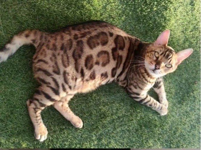gato lost  Pasaje de Chinchón 28030 Madrid Yuki