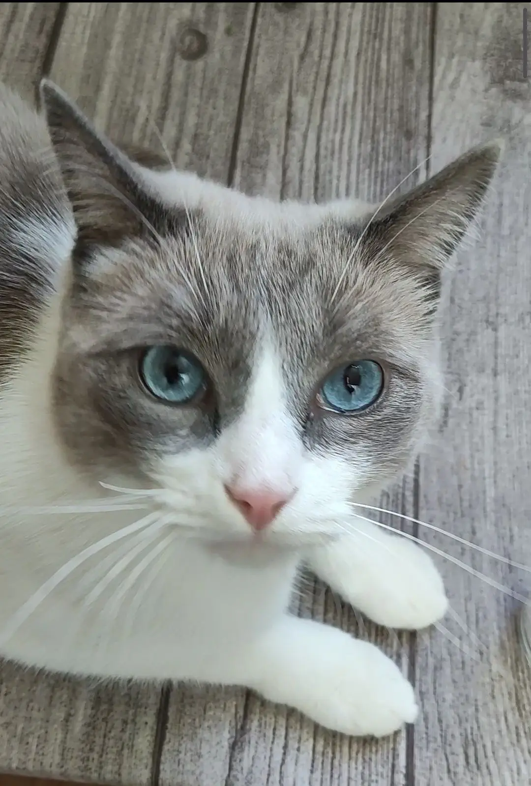 gato lost 82 Avenida de la Industria 28970 Madrid Zape