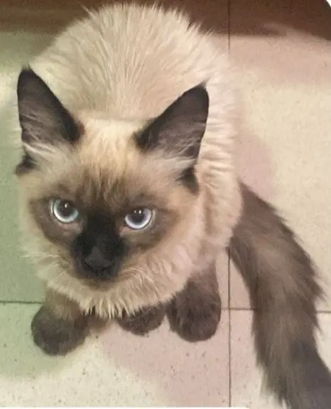 gato lost  Camino de Leganés 28021 Madrid Zeus
