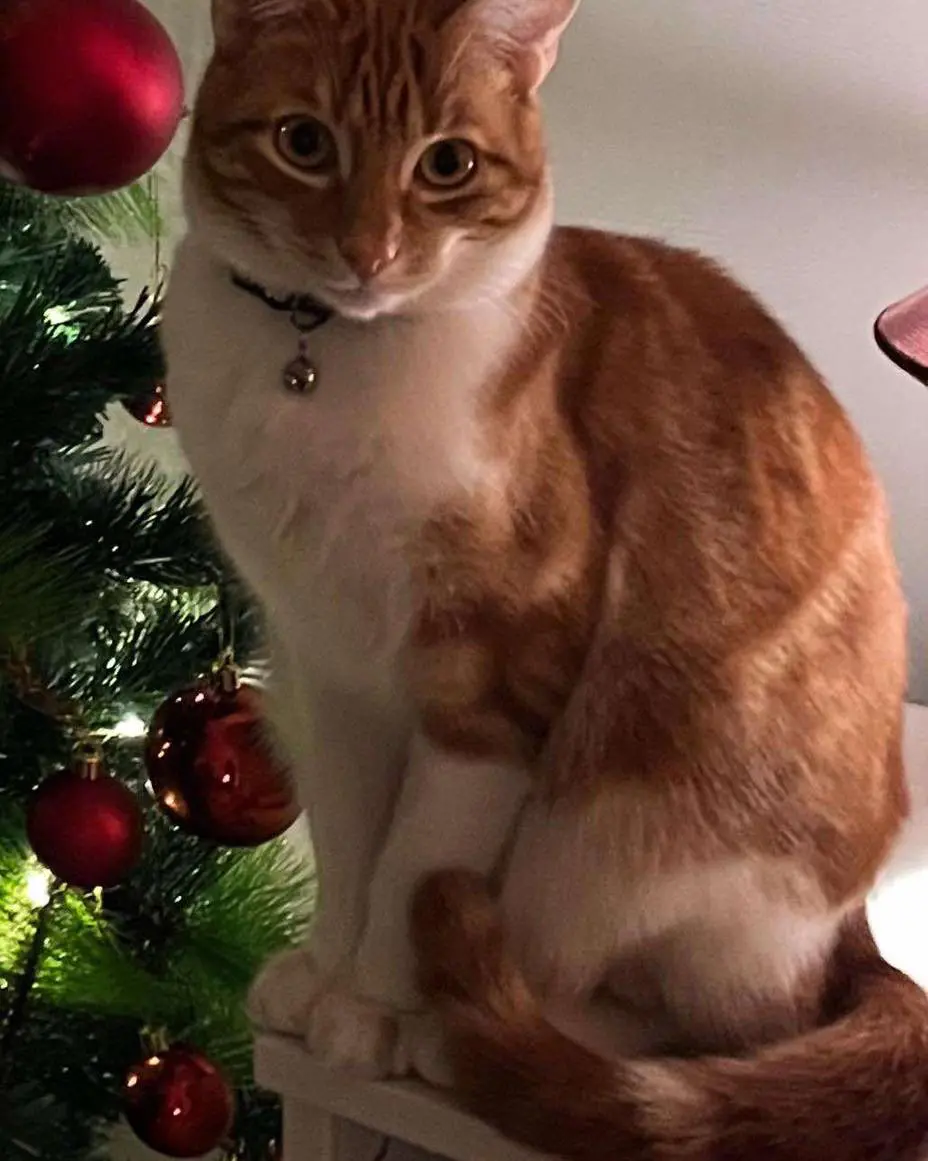 gato lost   28530 Morata de Tajuña Mick
