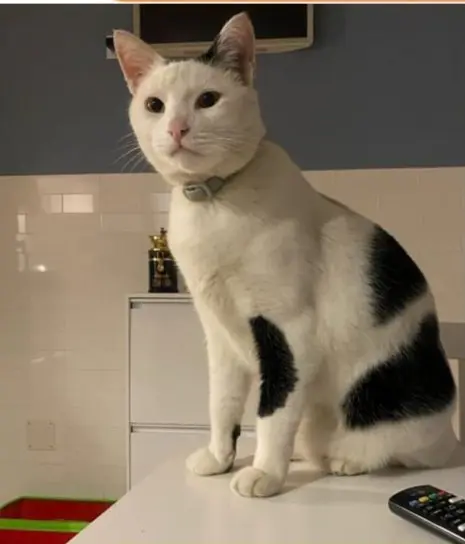 gato lost   28490 Becerril de la Sierra Miko