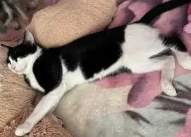 gato lost   28840 Mejorada del Campo Mishu