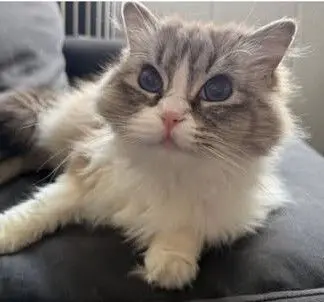 gato lost  Calle Jarama 28670 Villaviciosa de Odón Olivia