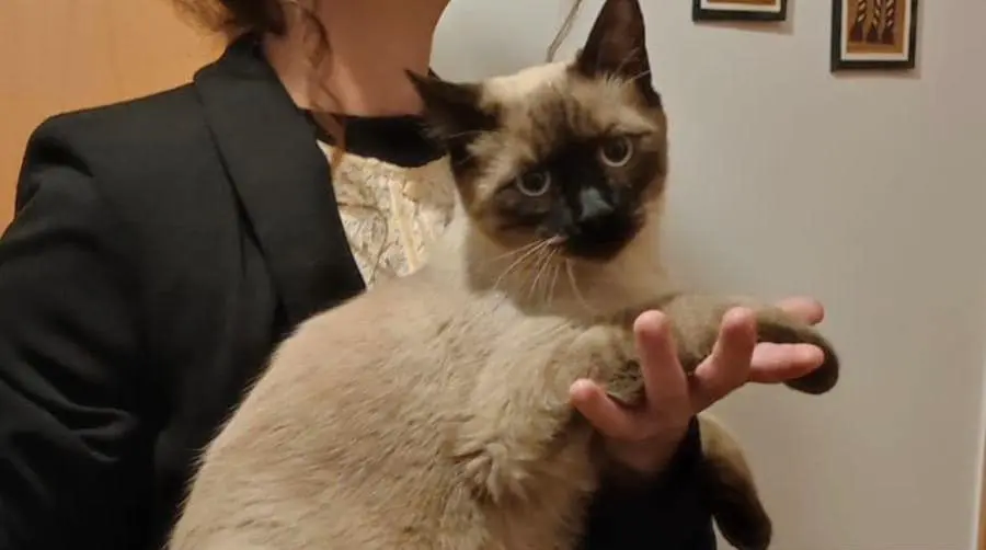 gato lost    Colmenar Viejo Pitillo