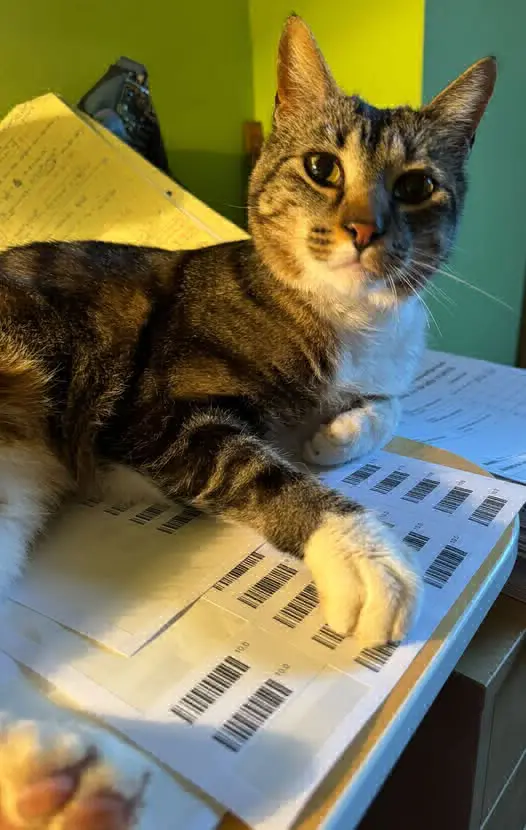 gato lost   28794 Guadalix de la Sierra Puchi