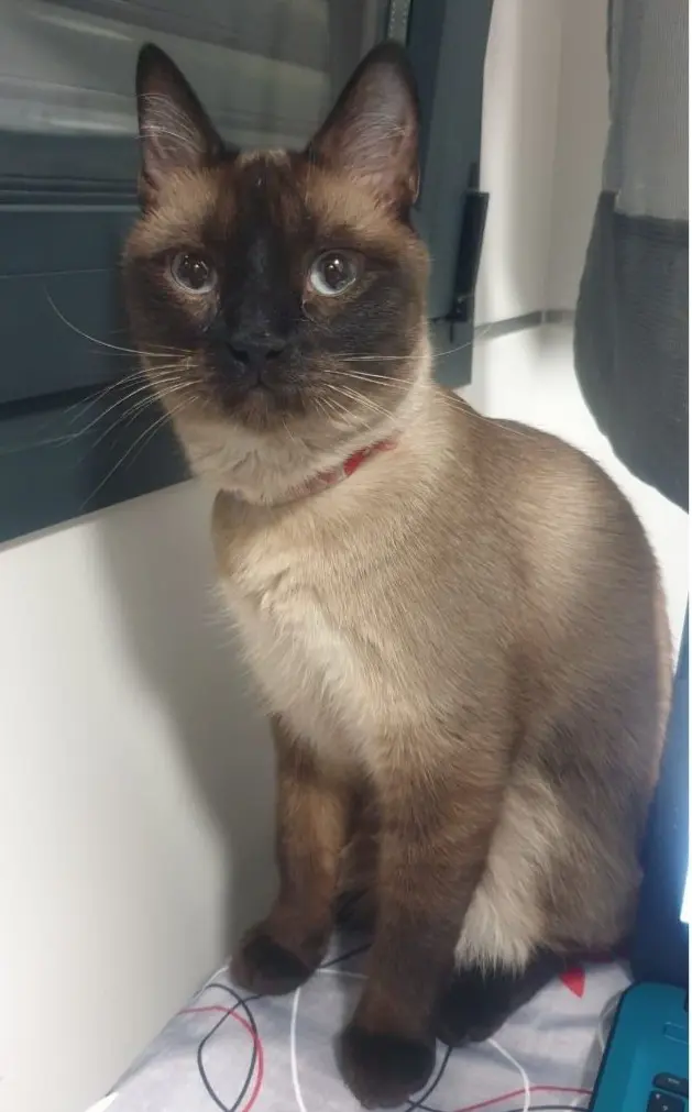 gato lost 78 Calle del Robledal 28522 Rivas-Vaciamadrid Robin