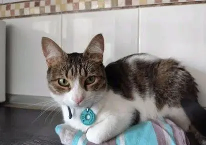 gato lost    Arroyomolinos Roy